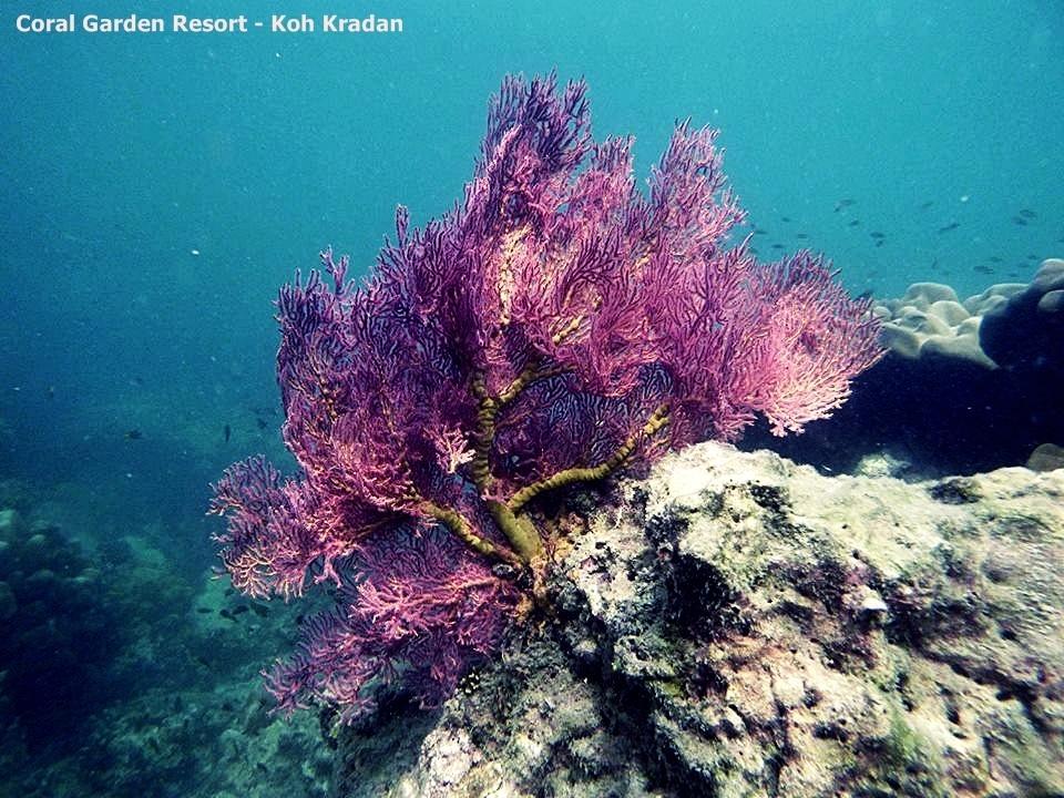 コー​​ラル ガーデン リゾート クラダン島 エクステリア 写真
