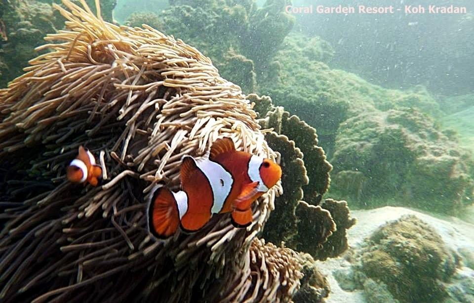 コー​​ラル ガーデン リゾート クラダン島 エクステリア 写真