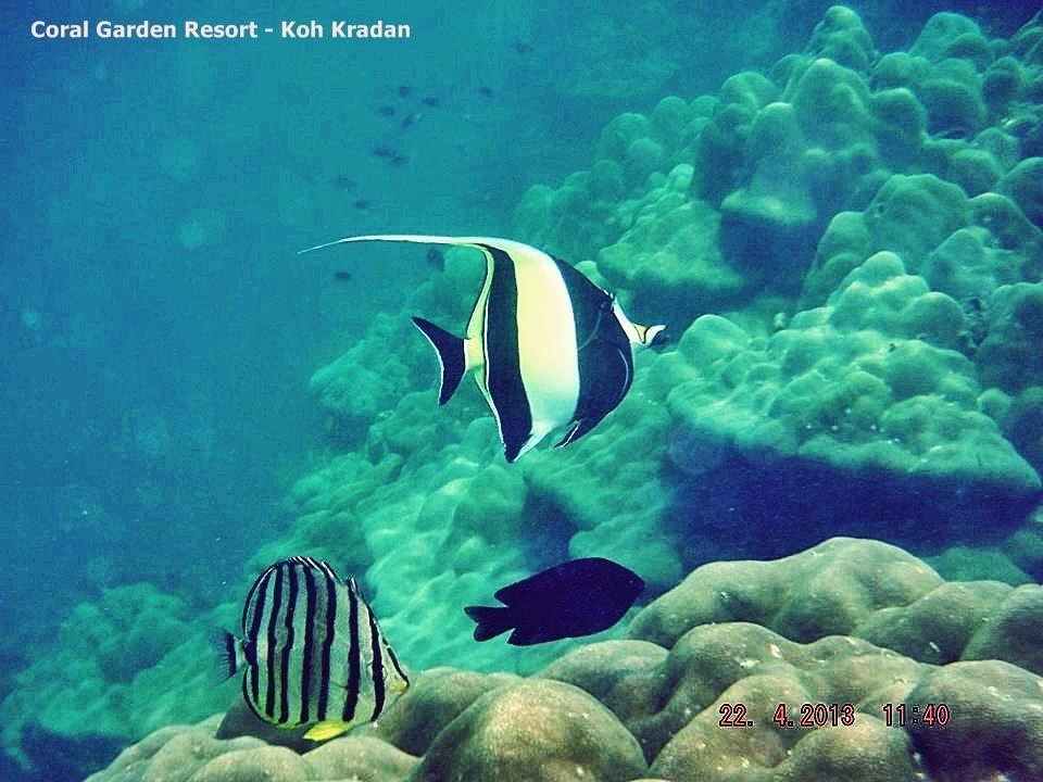 コー​​ラル ガーデン リゾート クラダン島 エクステリア 写真
